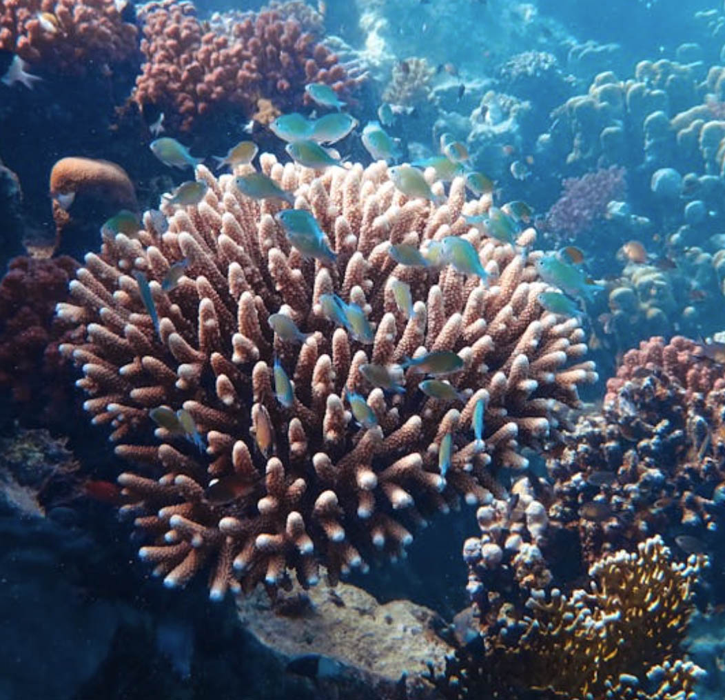 Let's save the coral reef!