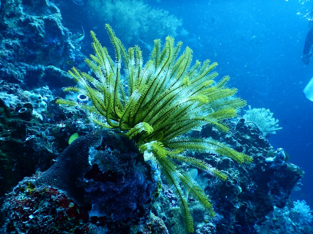 Scuba at Beaches Resorts